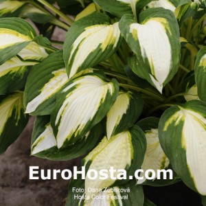 Hosta Color Festival - Eurohosta