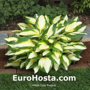 Hosta Color Festival - Eurohosta