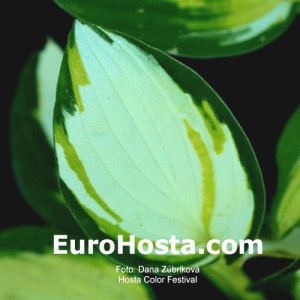 Hosta Color Festival - Eurohosta