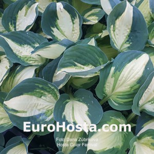 Hosta Color Festival - Eurohosta