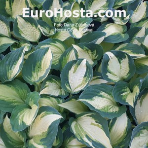 Hosta Color Festival - Eurohosta