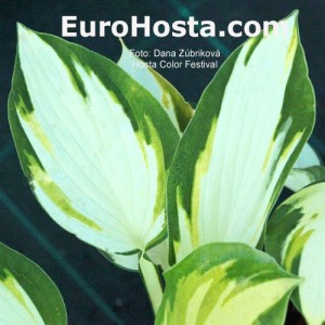 Hosta Color Festival - Eurohosta