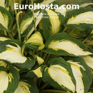 Hosta Color Festival - Eurohosta