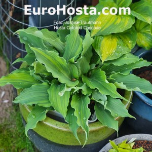 Hosta Colored Cascade