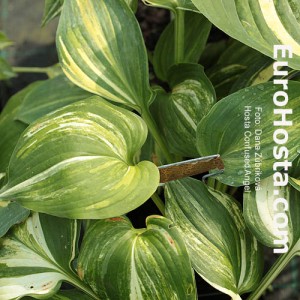 Hosta Confused Angel