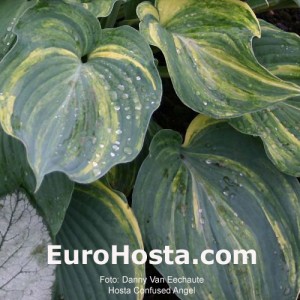 Hosta Confused Angel