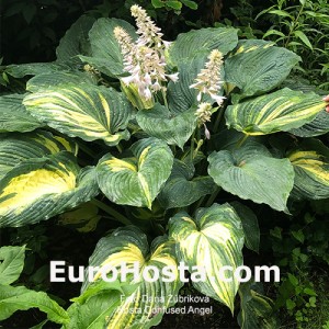 Hosta Confused Angel