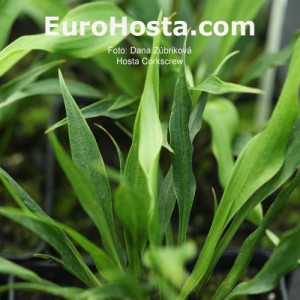 Hosta Corkscrew - Eurohosta