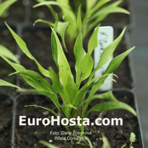 Hosta Corkscrew - Eurohosta