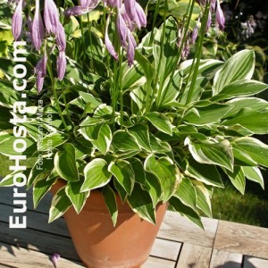 Hosta Cotillion