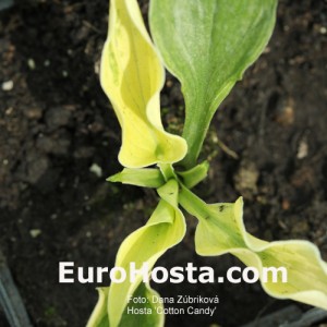 Hosta Cotton Candy - Eurohosta