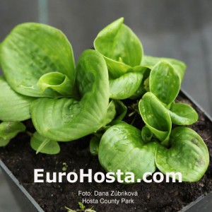 Hosta Country Park - Eurohosta