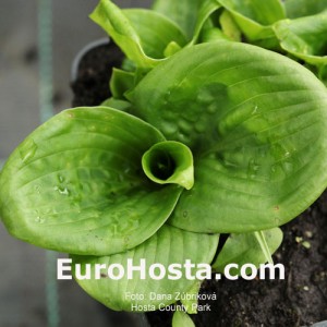 Hosta Country Park - Eurohosta