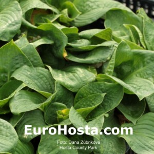 Hosta Country Park - Eurohosta