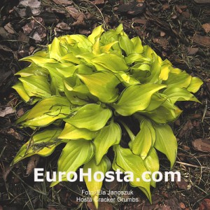 Hosta Cracker Crumbs - Eurohosta