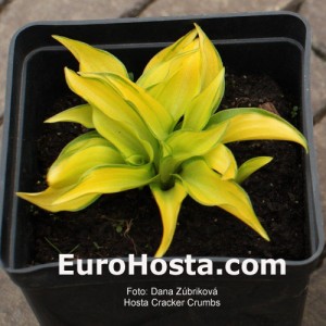 Hosta Cracker Crumbs - Eurohosta