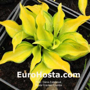 Hosta Cracker Crumbs - Eurohosta