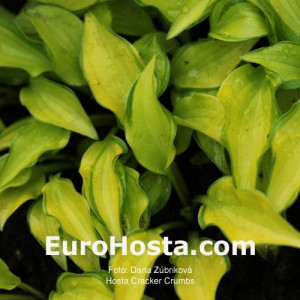 Hosta Cracker Crumbs - Eurohosta