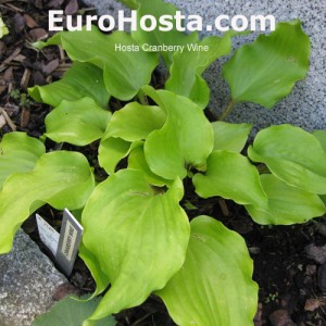 Hosta Cranberry Wine