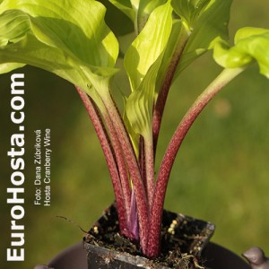 Hosta Cranberry Wine