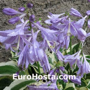 Hosta Crepe Soul