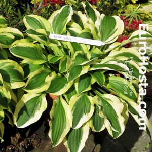 Hosta Crepe Soul