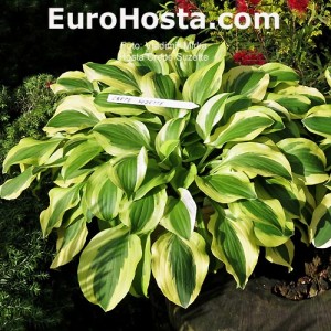 Hosta Crepe Suzette