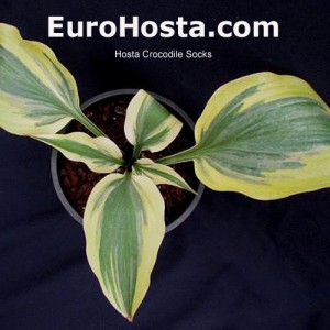 Hosta Crocodile Socks - Eurohosta