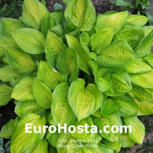 Hosta Crown Prince