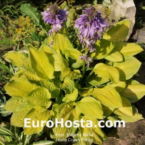 Hosta Crown Prince