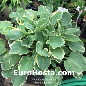 Hosta Crusader - Eurohosta