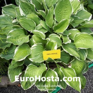 Hosta Crusader - Eurohosta