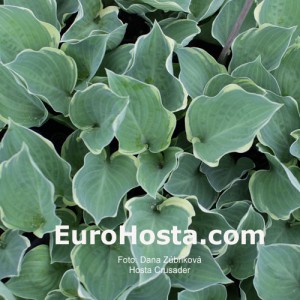 Hosta Crusader - Eurohosta