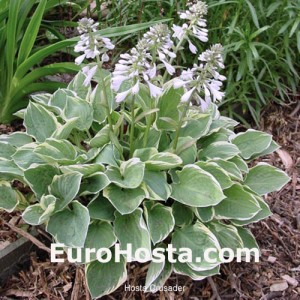 Hosta Crusader - Eurohosta