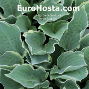 Hosta Crusader - Eurohosta