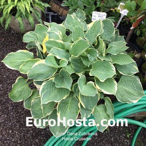 Hosta Crusader 