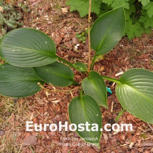 Hosta Cup of Grace - Eurohosta