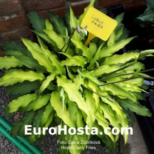 Hosta Curly Fries - Eurohosta