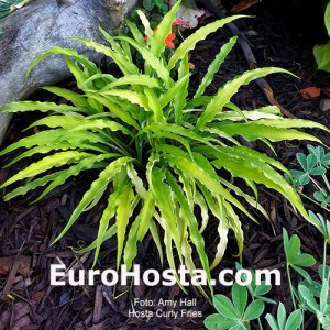 Hosta Curly Fries 