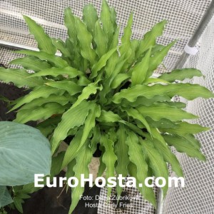 Hosta Curly Fries - Eurohosta