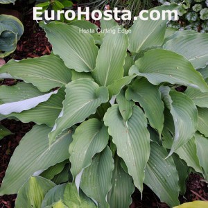 Hosta Cutting Edge