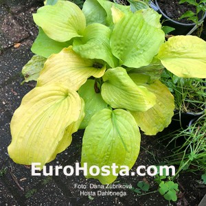 hosta Dahlonega