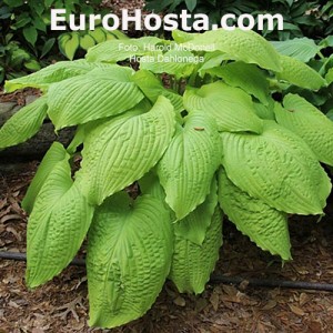 hosta Dahlonega
