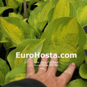 Hosta Dance With Me - Eurohosta