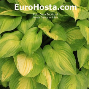 Hosta Dance With Me - Eurohosta