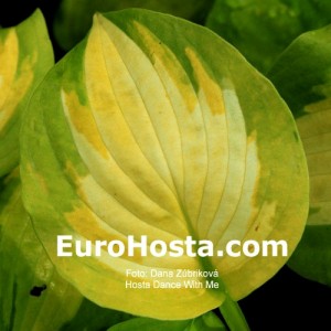 Hosta Dance With Me - Eurohosta