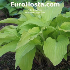 Hosta bohyška funkie Dancing Crane | EUROHOSTA