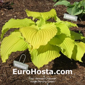 Hosta Dancing Queen - Eurohosta