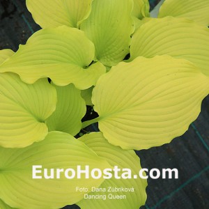 Hosta Dancing Queen - Eurohosta