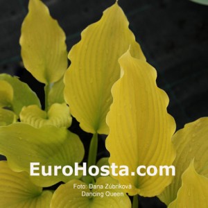 Hosta Dancing Queen - Eurohosta